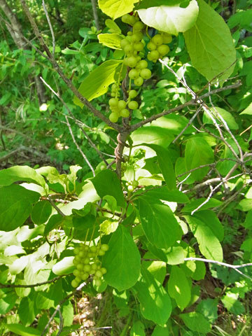 f0083977_06260399.jpg