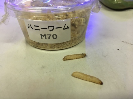 7/19 店長日記_e0173381_17195473.jpg