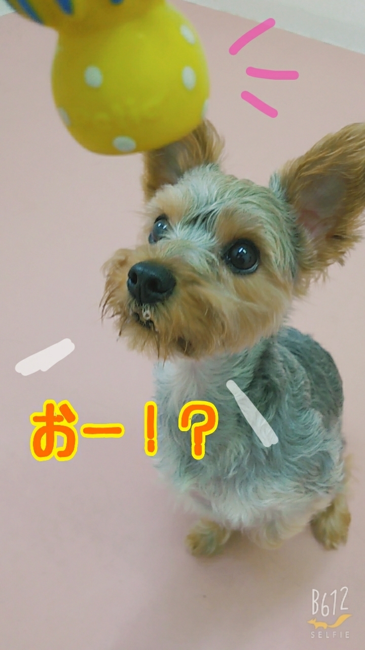 かわいいでしょ?💕_f0357682_20140956.jpg