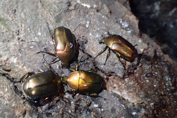 カナブン　Pseudotorynorhina japonica_c0208989_22362804.jpg