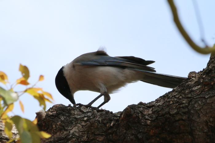 6月に出会った鳥さんたち_a0127090_22182591.jpg