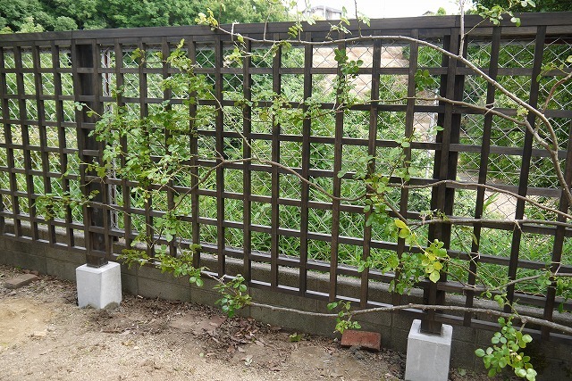 寄せ植えとバラの庭の工事_a0233896_16374153.jpg