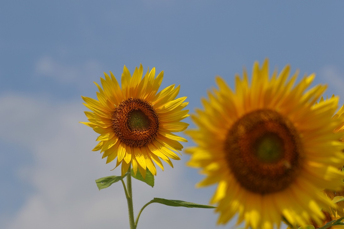 夏が来た～♪　　　　　≪　　　ひまわり畑　　　≫_a0140000_17235040.jpg