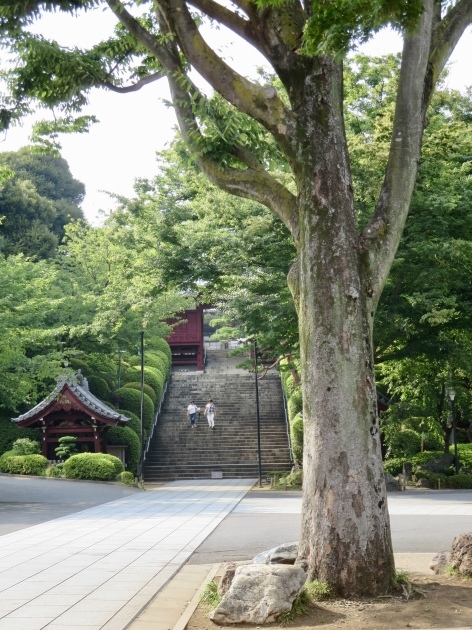 音羽の護国寺　尾崎豊　山縣有朋、大隈重信、ジョサイア・コンドル　音羽ゆりかご会_c0326000_15480787.jpeg