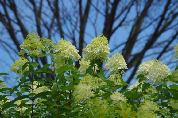 蓮の花咲く沼へ　～　城沼_b0356401_22263699.jpg