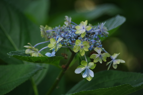 蓮の花咲く沼へ　～　城沼_b0356401_22345119.jpg