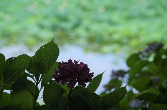 蓮の花咲く沼へ　～　城沼_b0356401_22353930.jpg