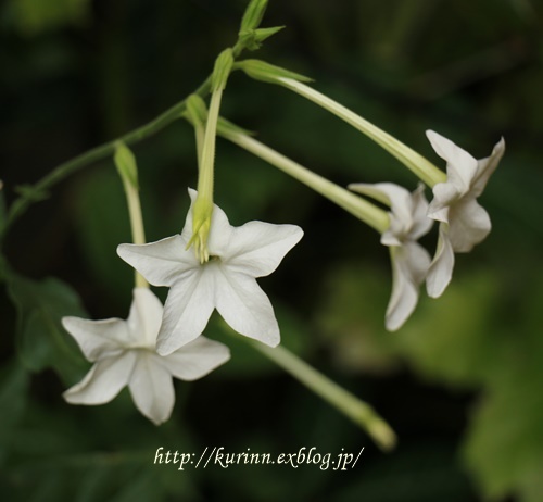 夏のお花がエトセトラ♪_a0123003_19061106.jpg