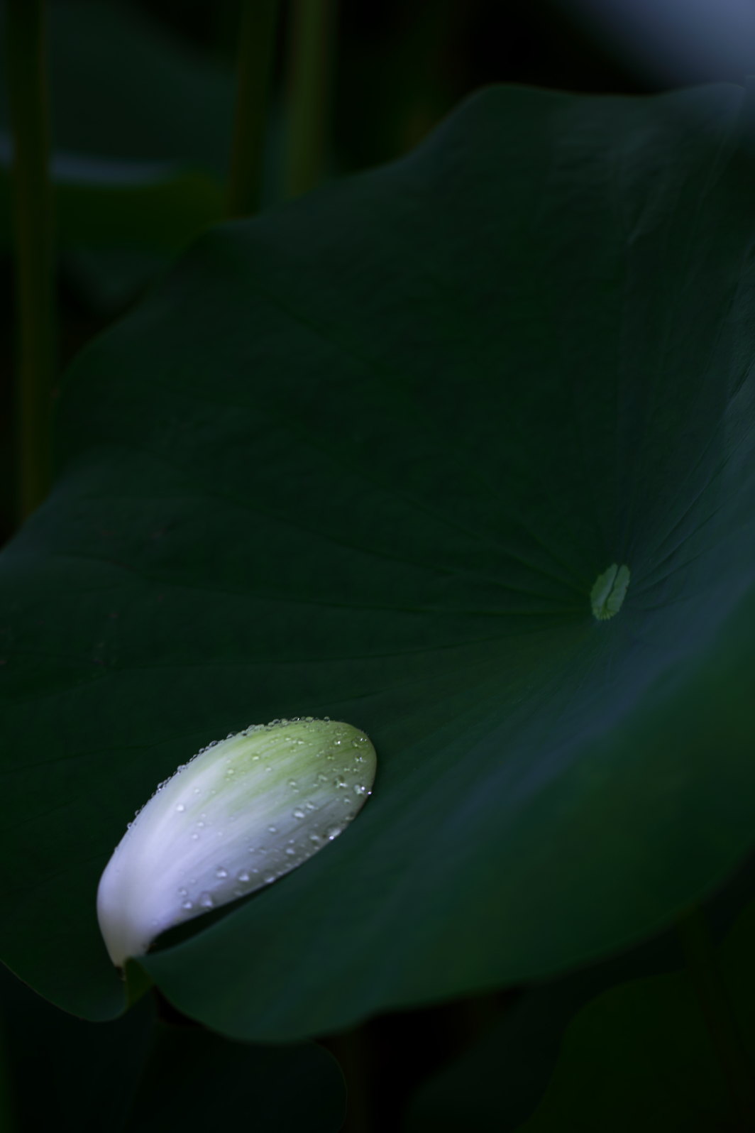 a0155104_16102646.jpg
