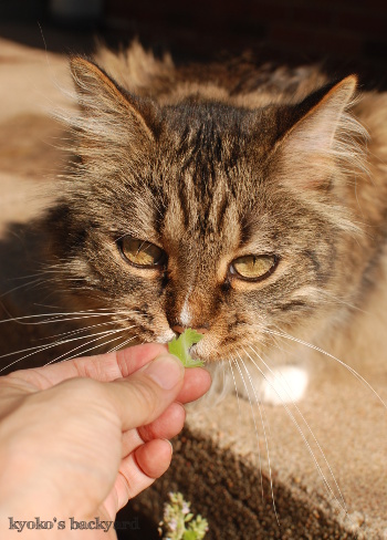 キャットニップの花って・・・_b0253205_08343850.jpg