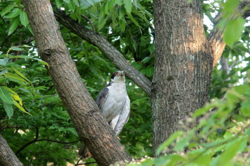 近所の公園のオオタカ♂　　　ＴＳＫ_d0346713_20360191.jpg