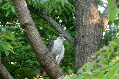 近所の公園のオオタカ♂　　　ＴＳＫ_d0346713_20362892.jpg