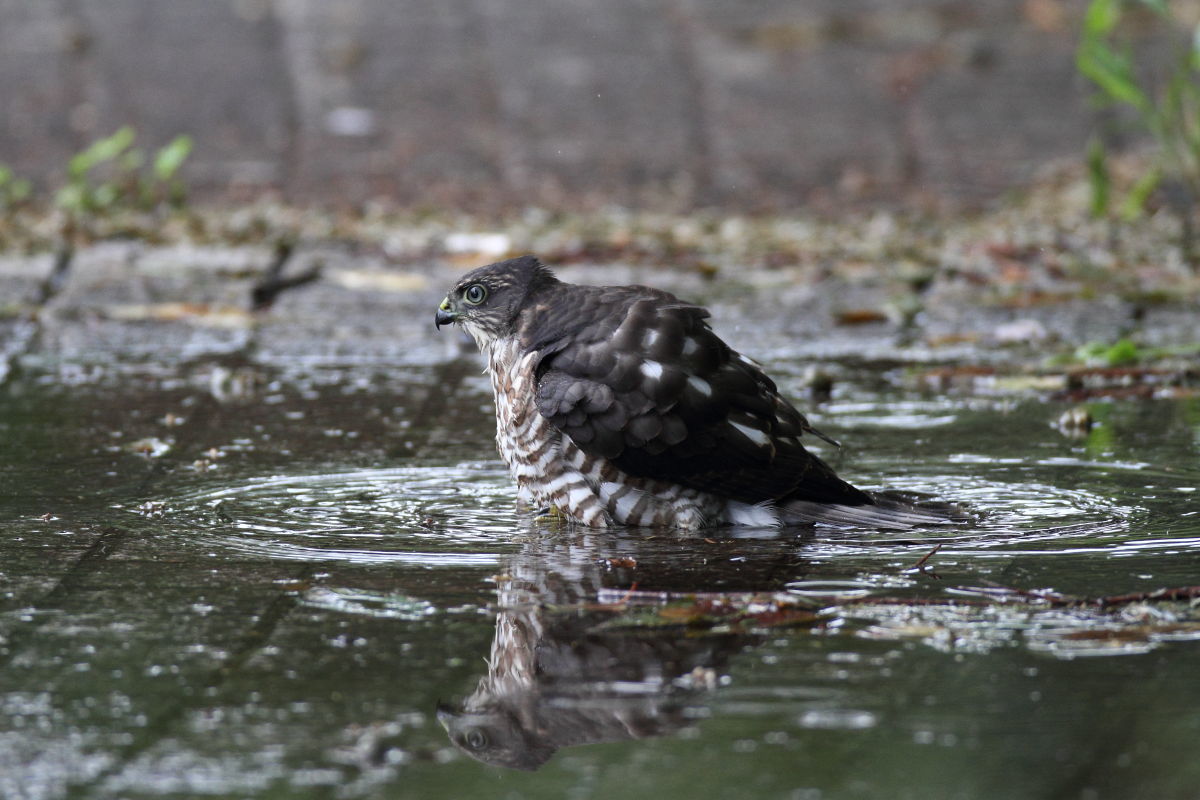 ツミ　幼鳥の初めての水浴び_f0369315_22233640.jpg