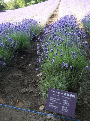 c0227720_18233068.jpg