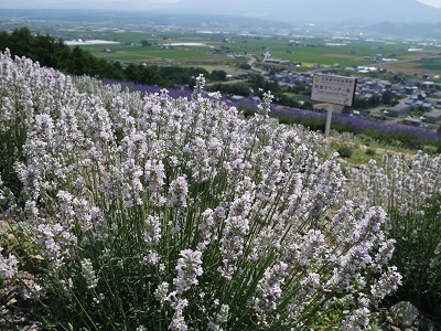 c0227720_23145756.jpg