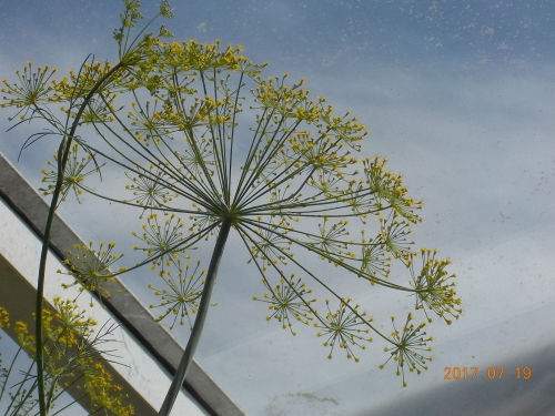 ディルの花 好き 愛しの花たち In Canada ディルの花 好き 愛しの花たち In Canada