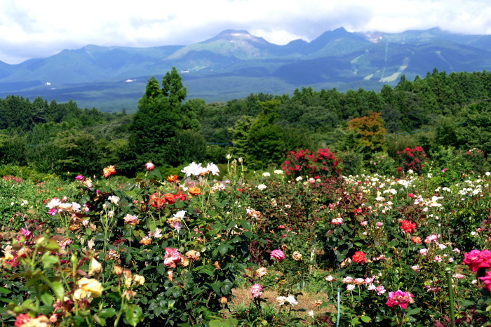 栃木県那須郡那須町 那須フラワーワールドの花と風景 フォトハウス In 福島 栃木県那須郡那須町 那須フラワーワールドの花と風景 フォトハウス In 福島