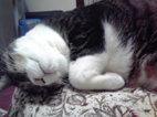 何故、こんなところから猫が来る?!_d0221430_01481987.jpg