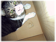 何故、こんなところから猫が来る?!_d0221430_01510999.jpg