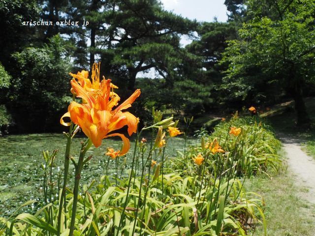 栗林公園の真夏～その３＠ヤブカンゾウとチョウトンボ_f0295238_06453823.jpg