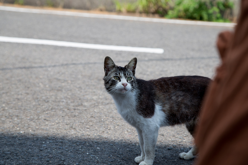 島の猫_c0294943_20083559.jpg