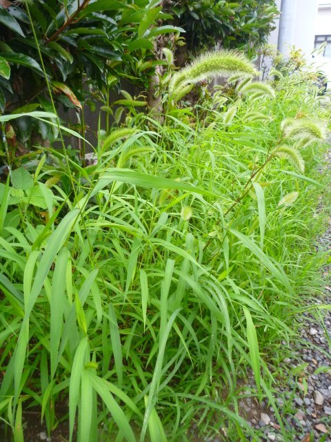 岩手県・熊谷鉄工所さんの草取りカギカマが良い仕事をしてくれます！！_e0037849_12375035.jpg