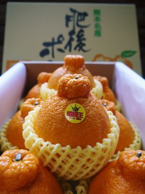 デコポン(肥後ポン) 着果後の様子と匠の摘果作業(後編)_a0254656_18104870.jpg