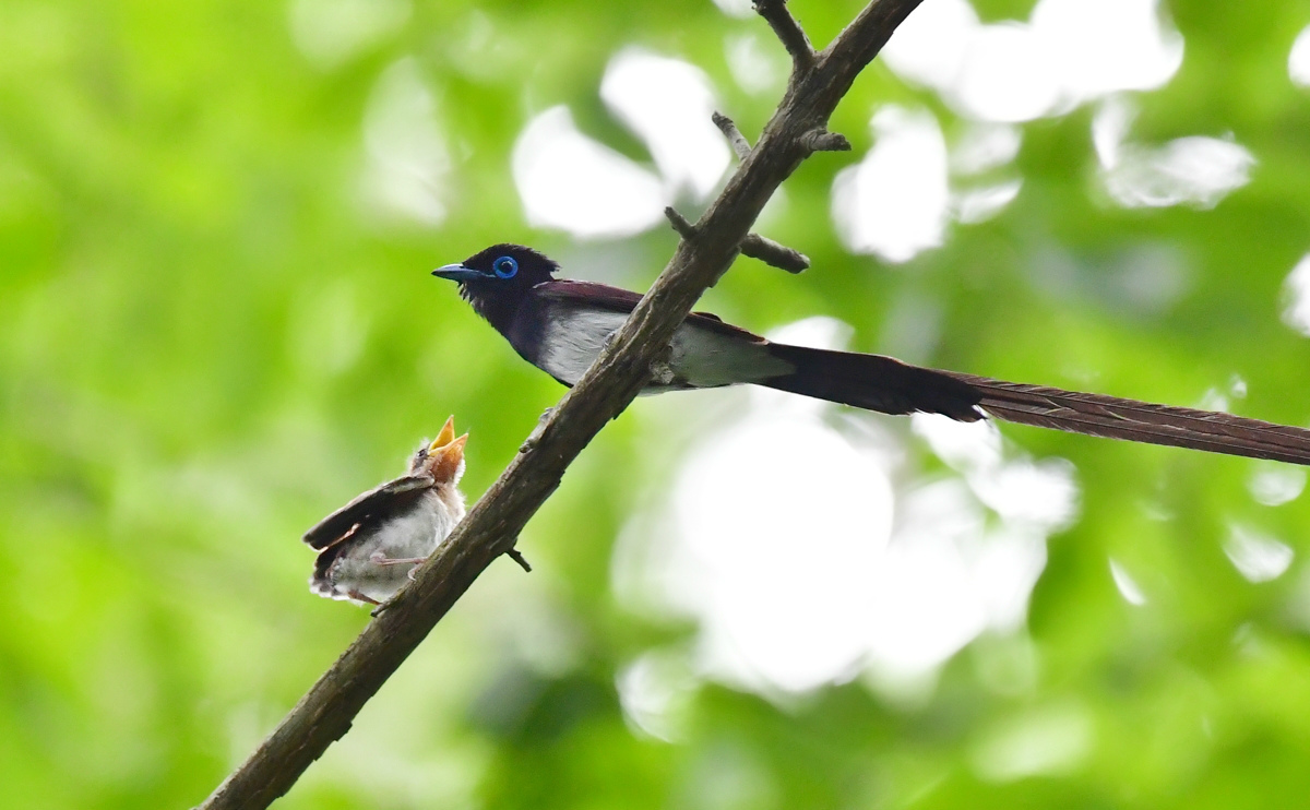 給餌Ⅱ　サンコウチョウ_f0053272_21131178.jpg