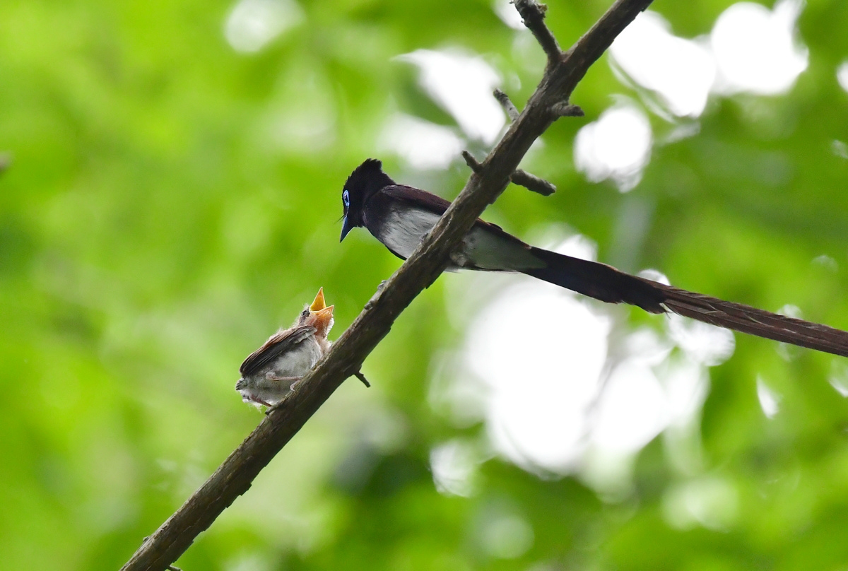 給餌Ⅱ　サンコウチョウ_f0053272_21152439.jpg