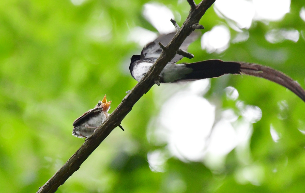 給餌Ⅱ　サンコウチョウ_f0053272_21153546.jpg