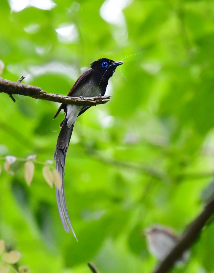 給餌Ⅱ　サンコウチョウ_f0053272_21153985.jpg