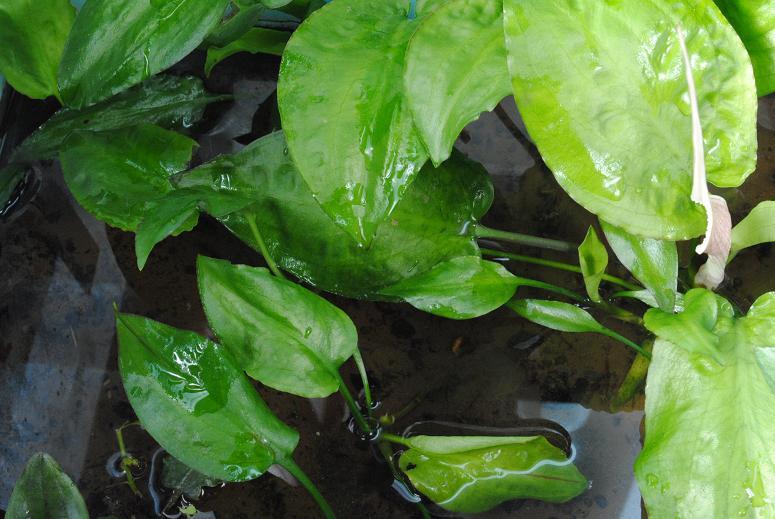Cryptocoryne yujii色々 : ホシクサとクリプトコリネとカレー