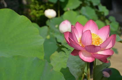 極楽寺　蓮の花　紅富士_c0229483_11363.jpg