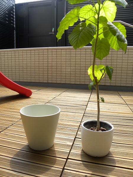 IKEAの鉢でウンベラータ植え替え！＆久しぶりのリビング全体像。_e0357886_23493142.jpg