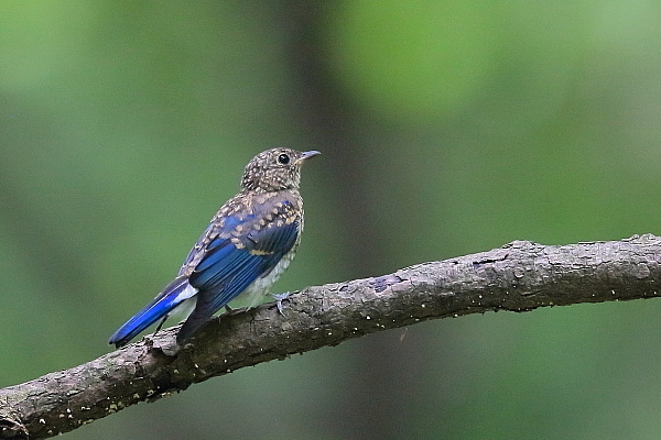 オオルリの幼鳥、今季初撮り_d0334291_17004727.jpg