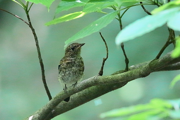 オオルリの幼鳥、今季初撮り_d0334291_17012713.jpg