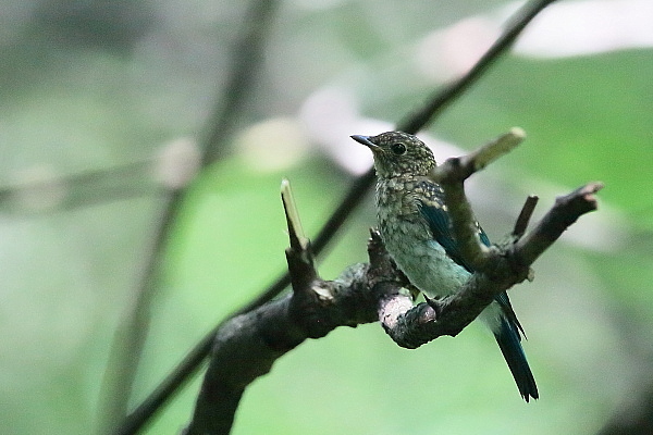 オオルリの幼鳥、今季初撮り_d0334291_17014018.jpg