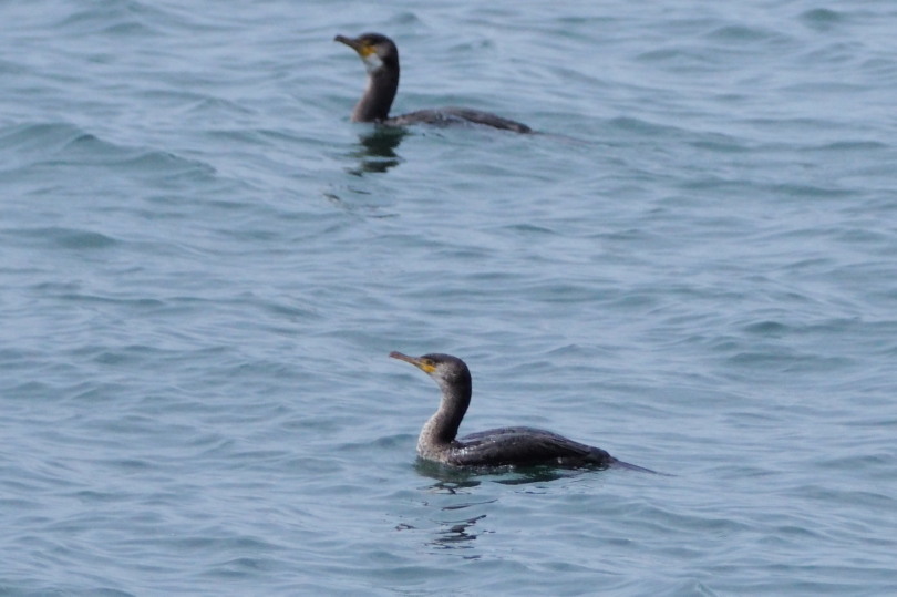 ウミウ_c0360399_21554633.jpg