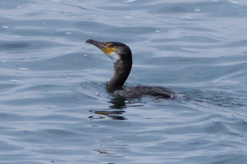 ウミウ_c0360399_21560734.jpg