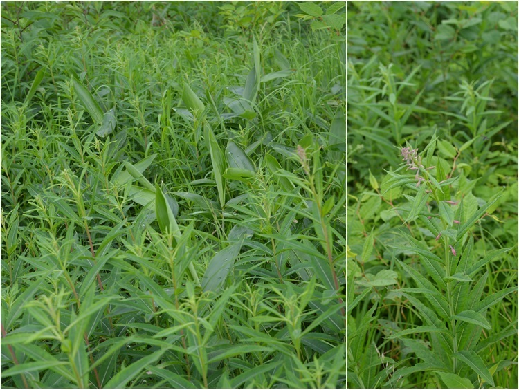 野反湖 エビ山を歩いた②_c0124100_00252167.jpg