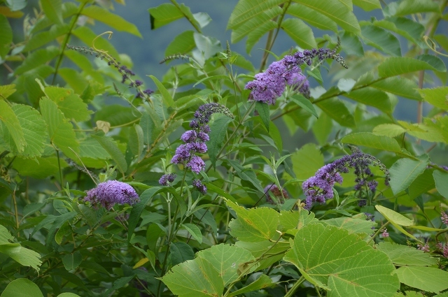 c0124100_17183495.jpg