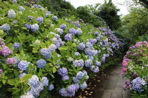 下田公園の日本一の紫陽花・２１_c0075701_06475319.jpg