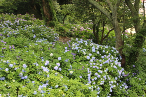 下田公園の日本一の紫陽花・２3_c0075701_07444609.jpg