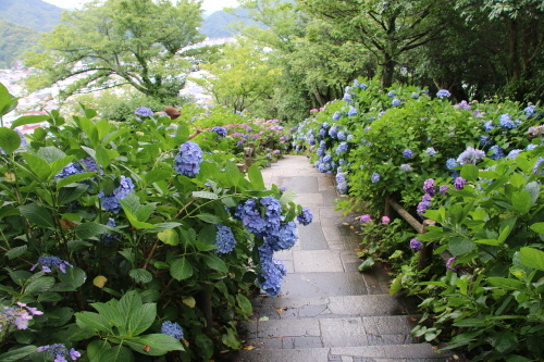 下田公園の日本一の紫陽花・２4_c0075701_07485946.jpg