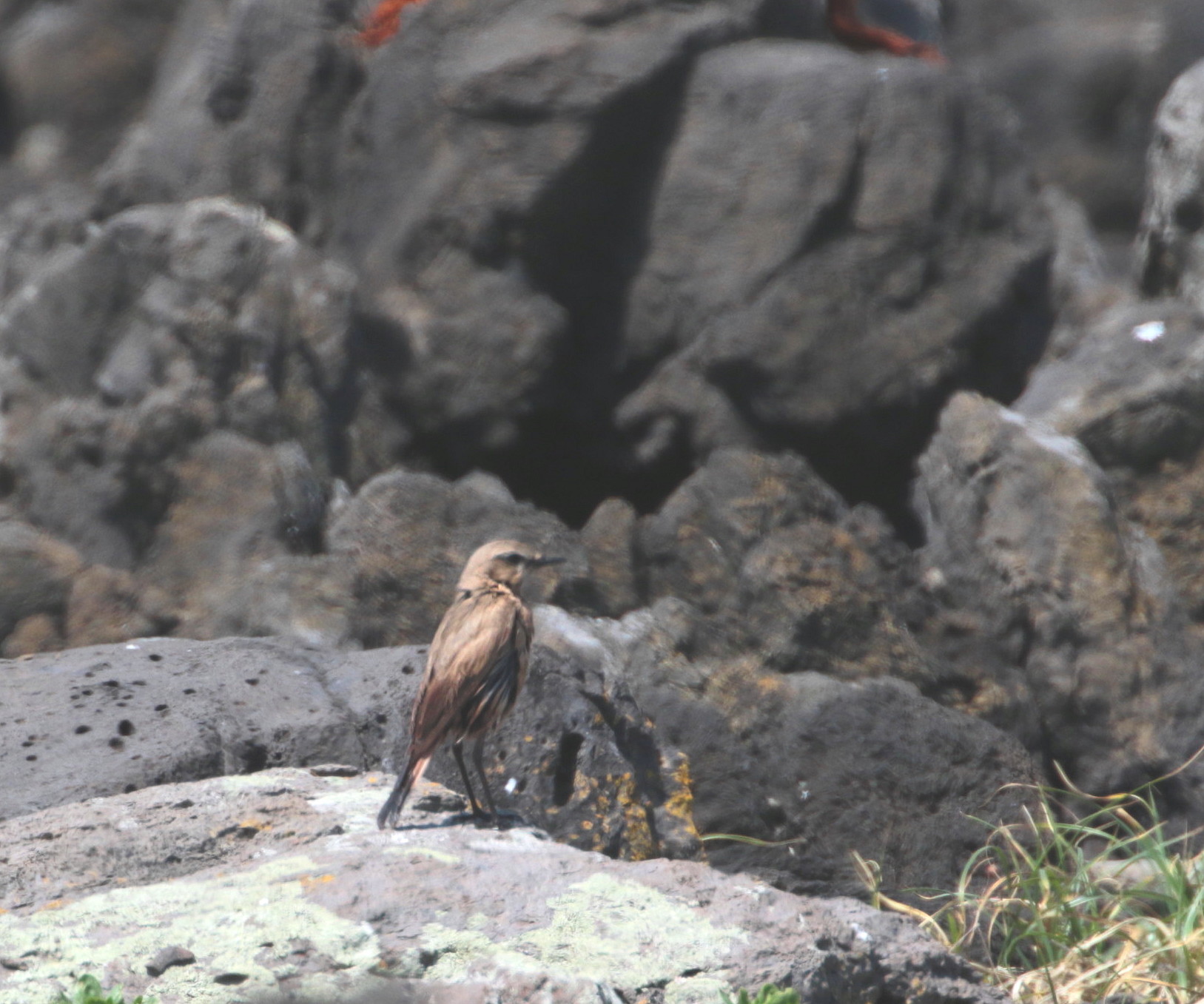 春の舳倉島探鳥総括_c0319902_07224311.jpg