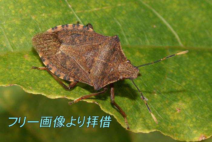 コガネムシは金持ちだぁ みつい 禮の演歌部屋