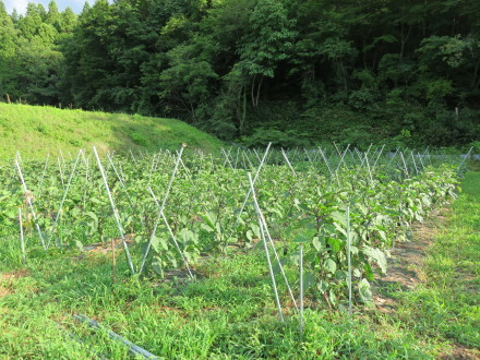 今週の野菜セット7月4週目_a0231212_15571134.jpg