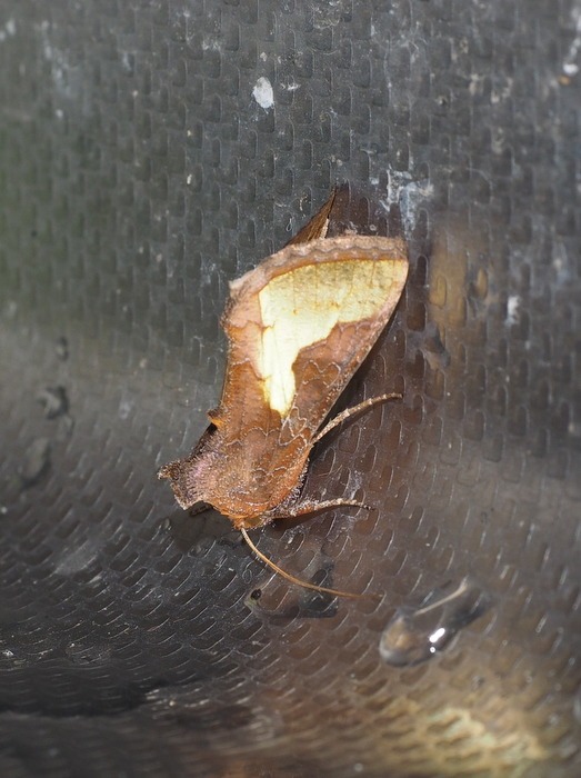 キクキンウワバ_c0116915_22304796.jpg