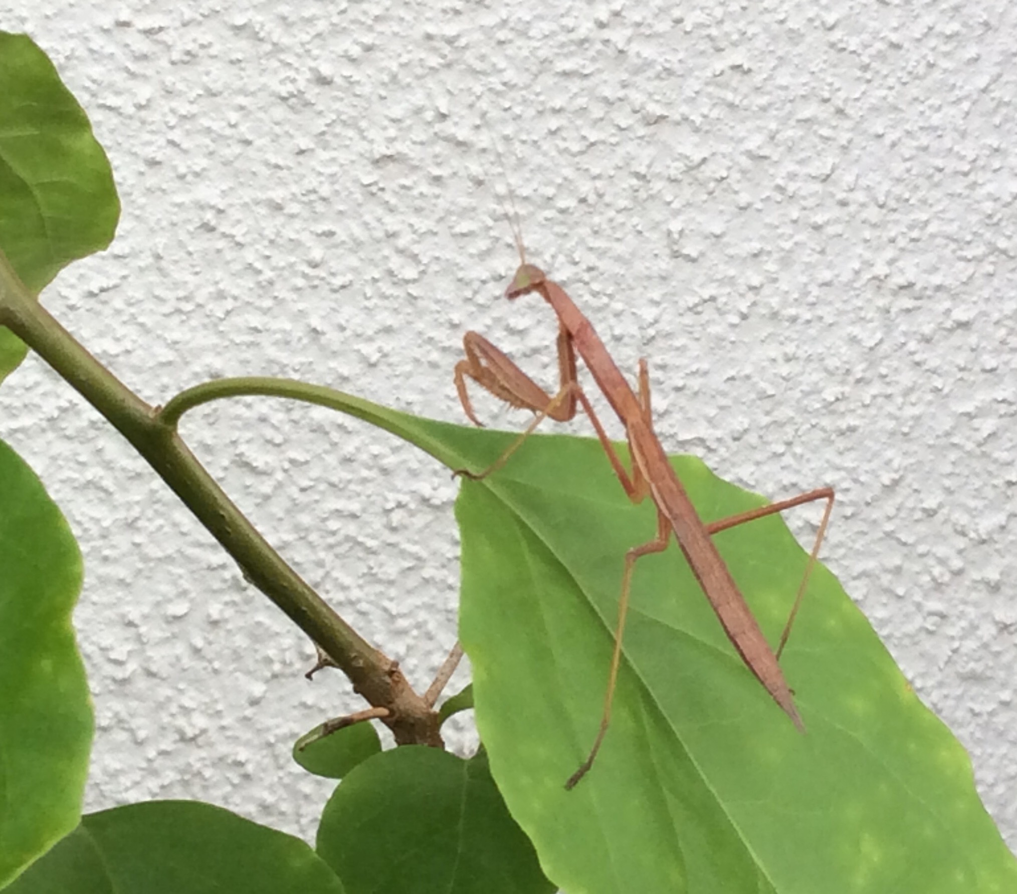 あれッ 茶色のカマキリ 風のとおる家から