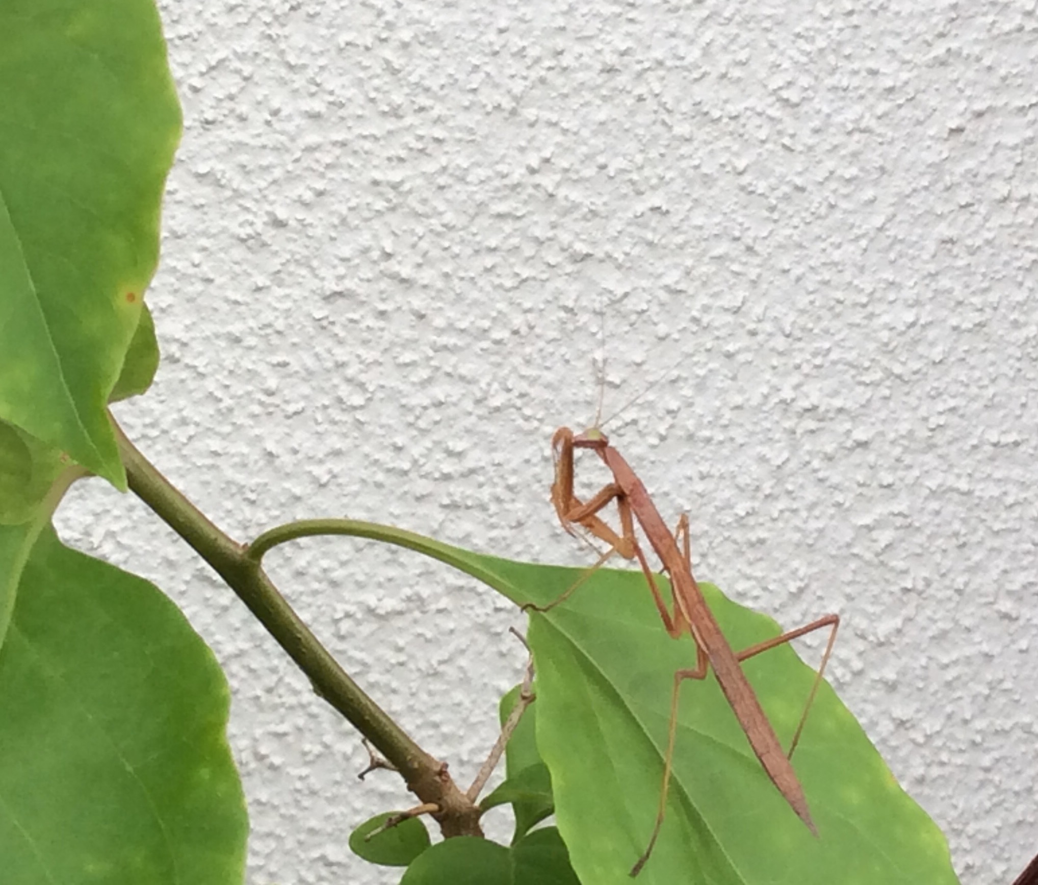 あれッ 茶色のカマキリ 風のとおる家から